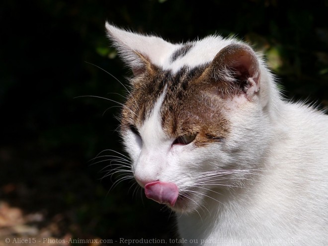 Photo de Chat domestique