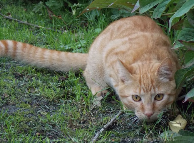 Photo de Chat domestique