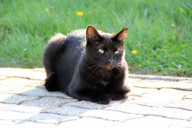 Photo de Chat domestique