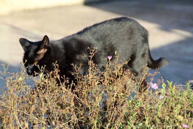 Photo de Chat domestique