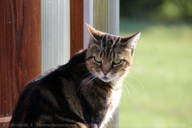 Photo de Chat domestique