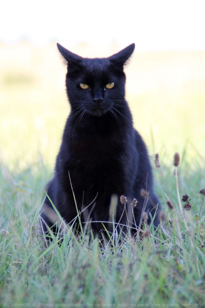 Photo de Chat domestique