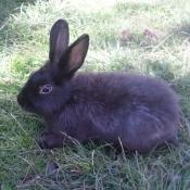 Photo de Lapin