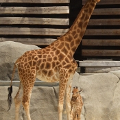 Photo de Girafe