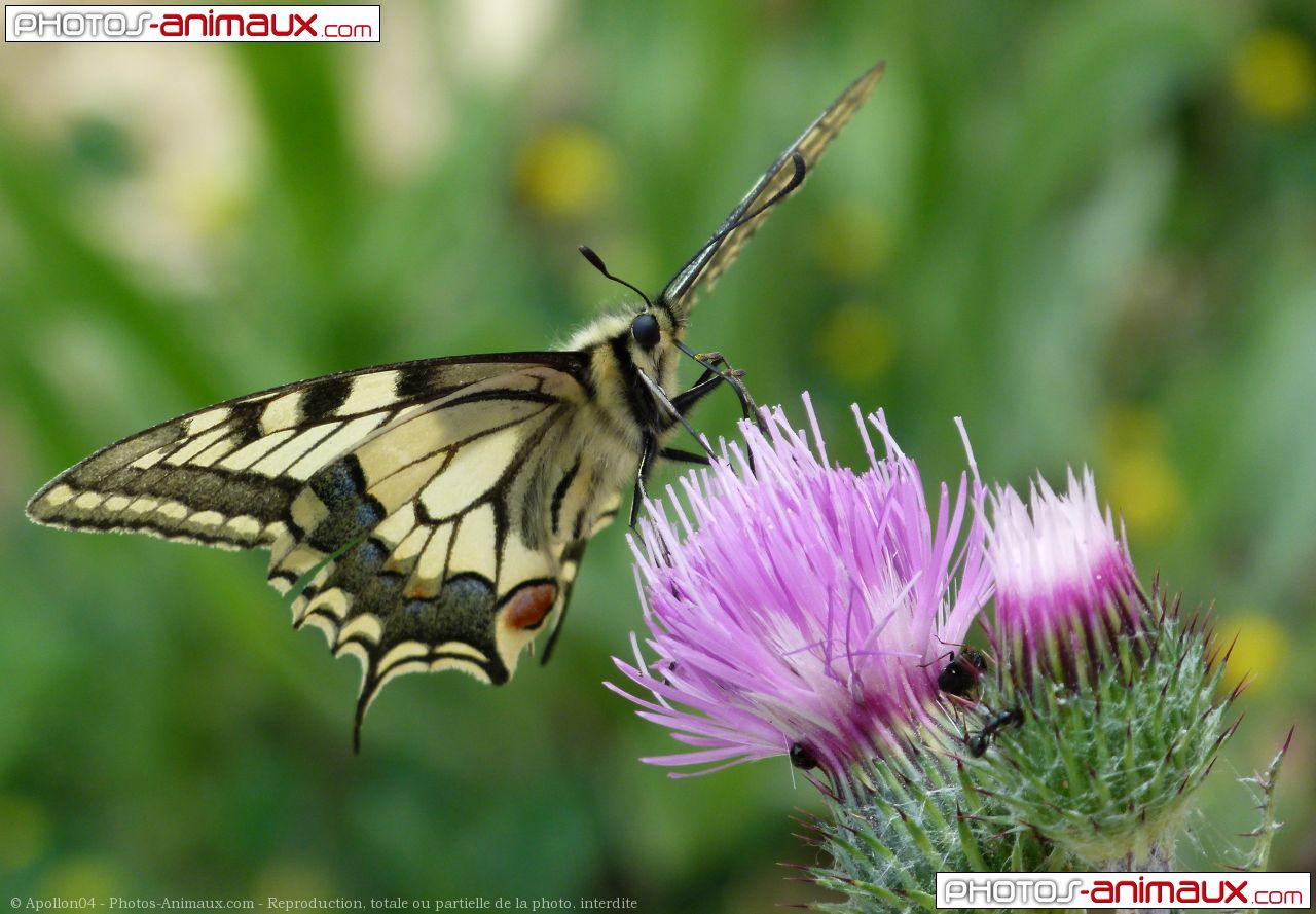 Photo De Papillon Machaon Pollinisation N° 627186 Sur Photos