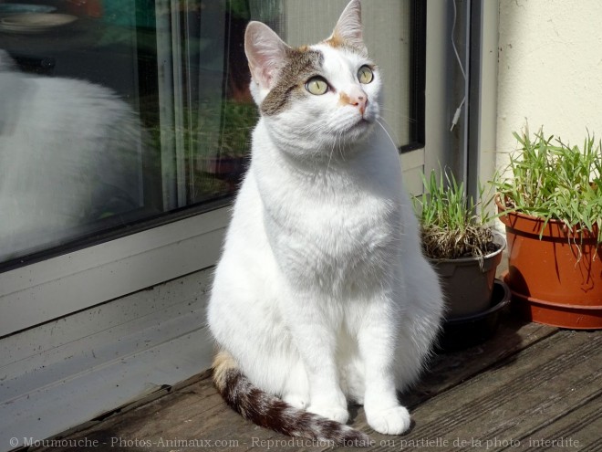 Photo de Chat domestique