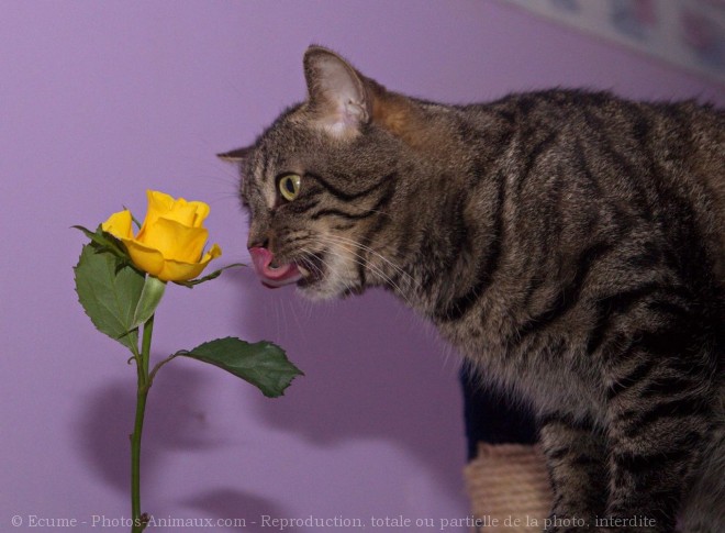 Photo de Chat domestique