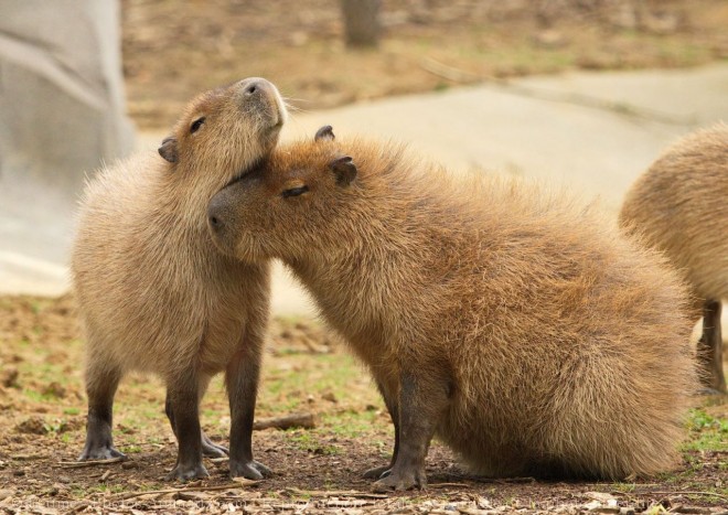 Photo de Cabiai ou capybara