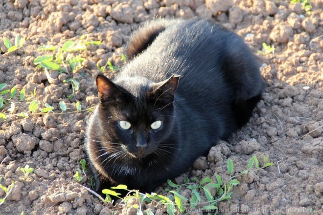 Photo de Chat domestique