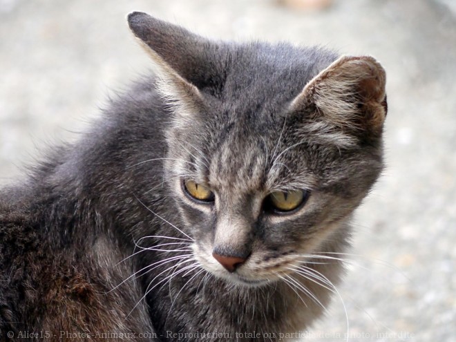 Photo de Chat domestique