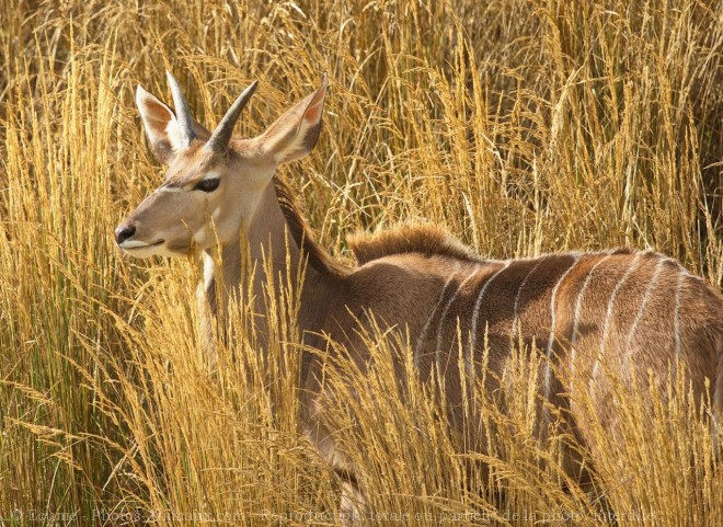 Photo d'Antilope