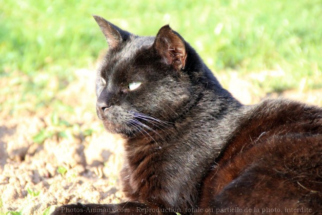 Photo de Chat domestique