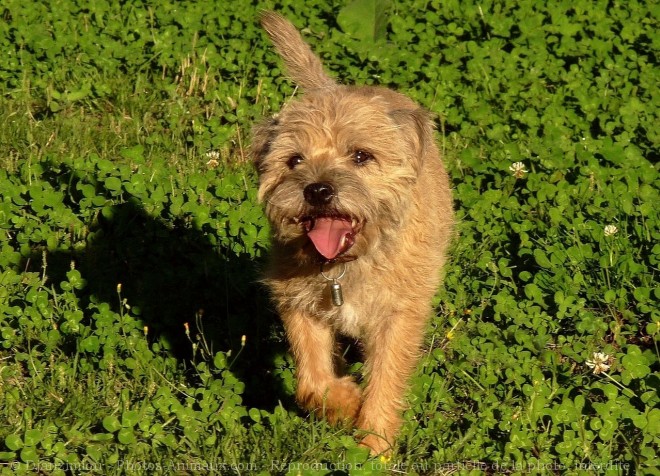 Photo de Border terrier