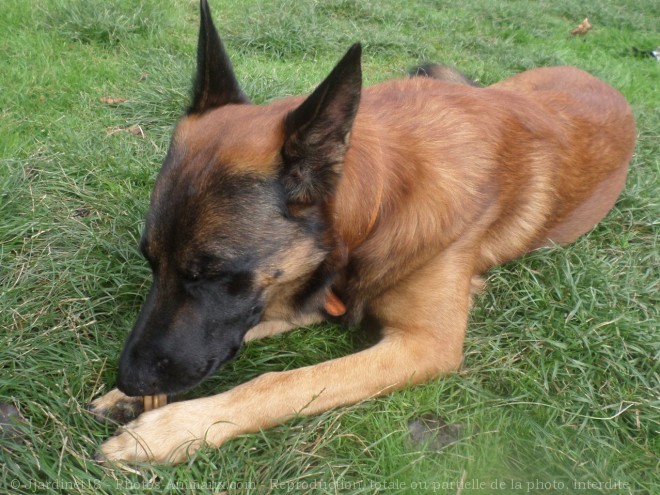 Photo de Berger belge malinois