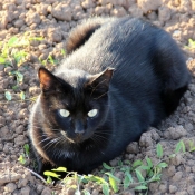 Photo de Chat domestique