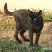 Photo de Chat domestique