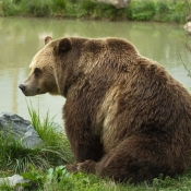 Photo d'Ours