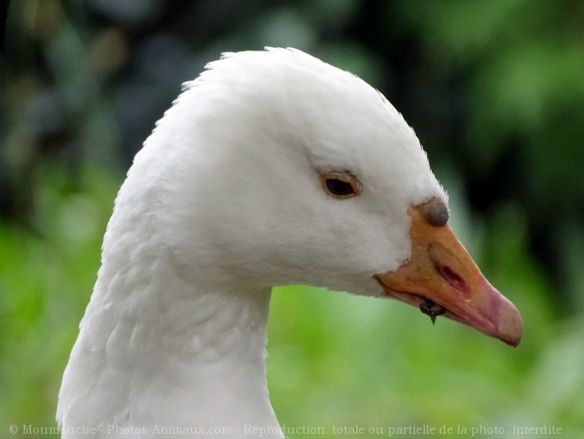 Photo d'Oie blanche