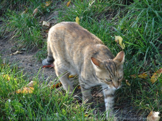 Photo de Chat domestique