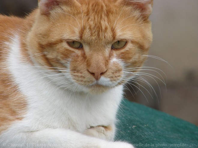 Photo de Chat domestique