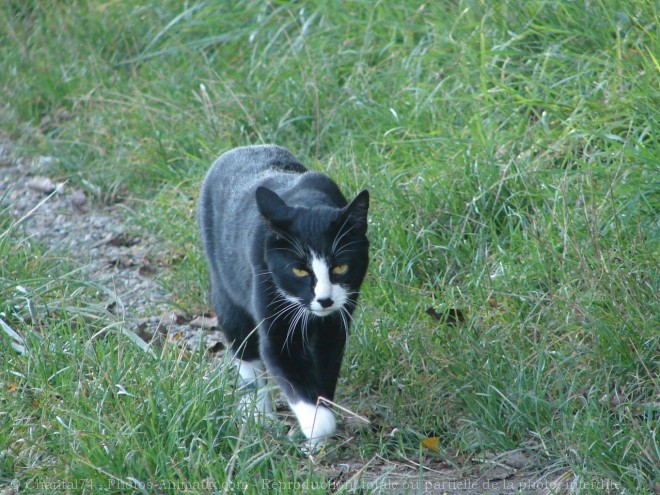 Photo de Chat domestique