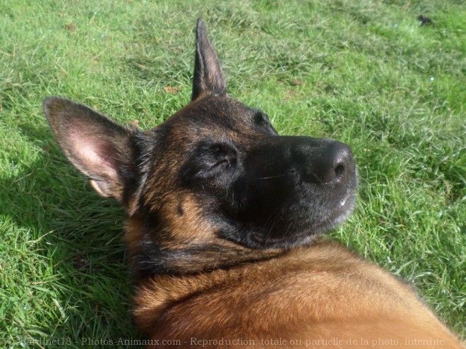 Photo de Berger belge malinois