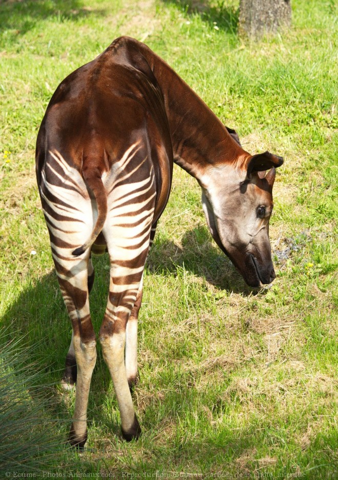 Photo d'Okapi