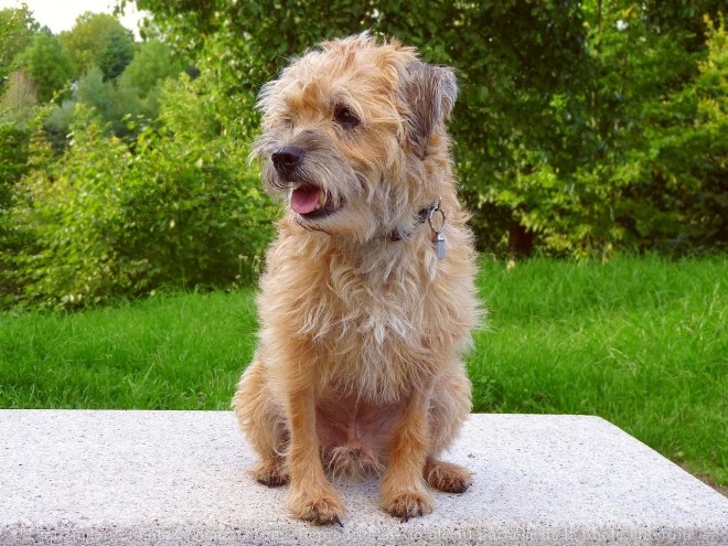 Photo de Border terrier