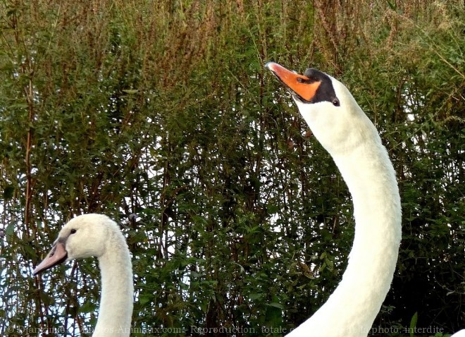 Photo de Cygne