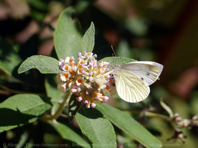 Photo de Papillon - piride