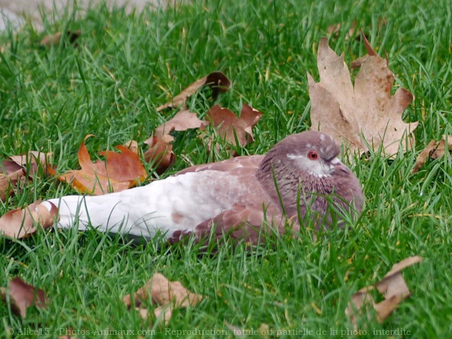 Photo de Pigeon