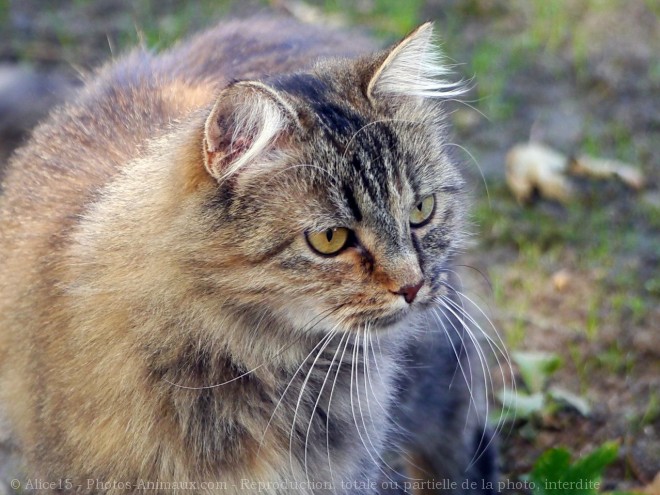 Photo de Chat domestique