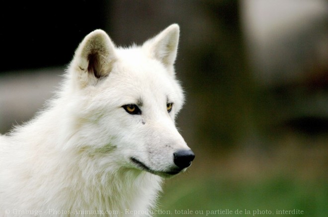 Photo de Loup