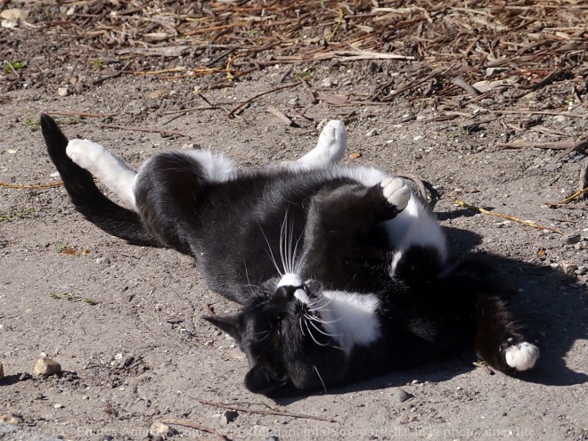 Photo de Chat domestique