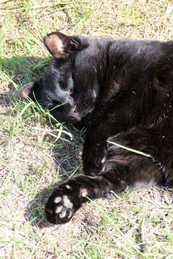 Photo de Chat domestique