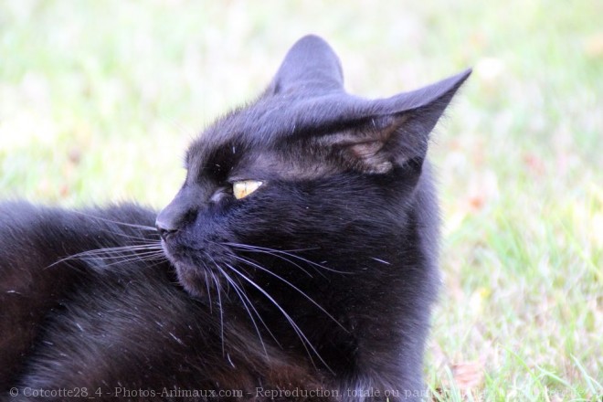 Photo de Chat domestique