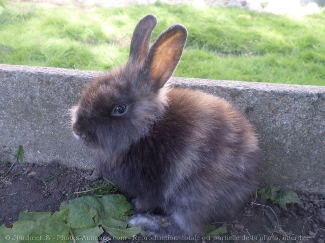 Photo de Lapin