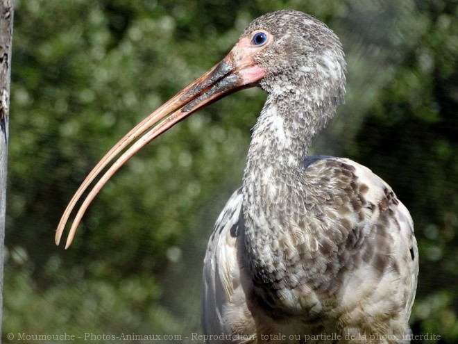 Photo d'Ibis