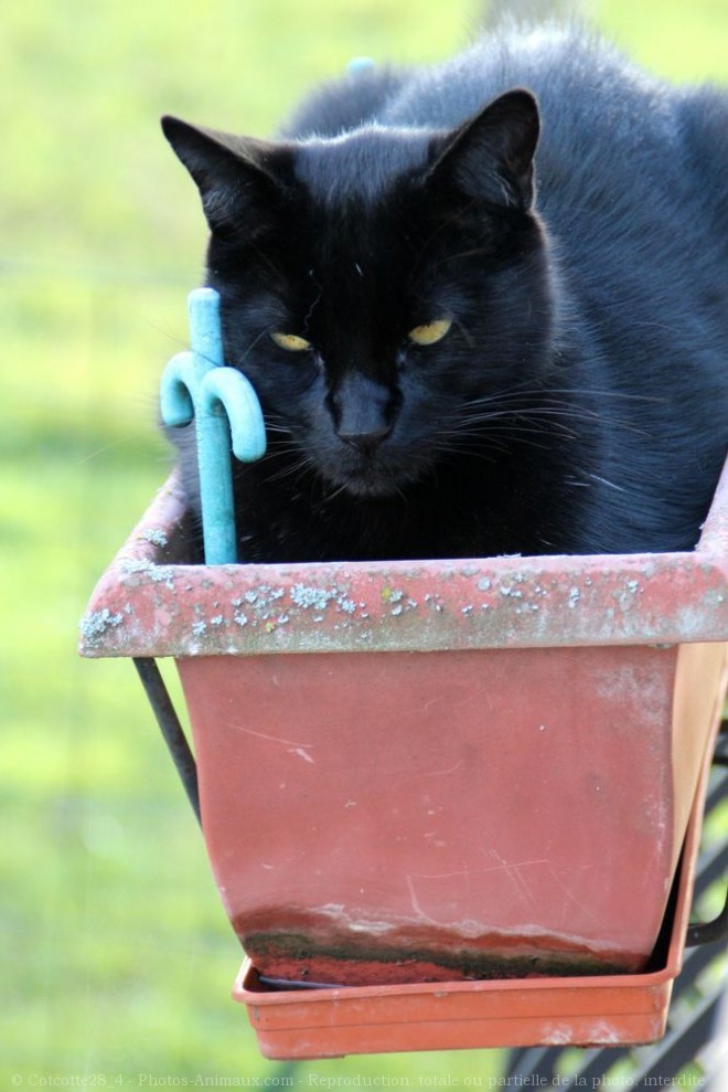 Photo de Chat domestique