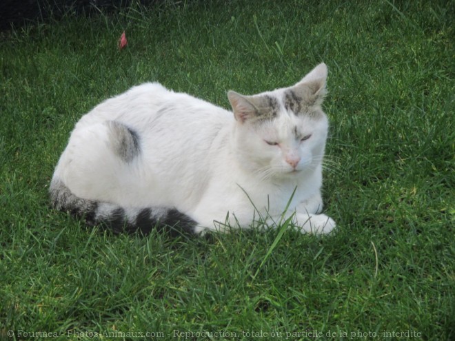 Photo de Chat domestique