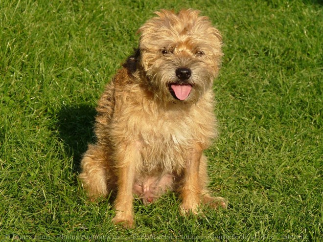 Photo de Border terrier