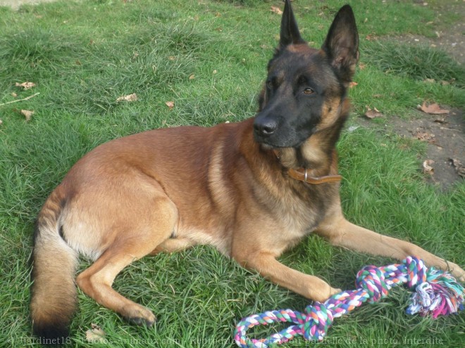 Photo de Berger belge malinois