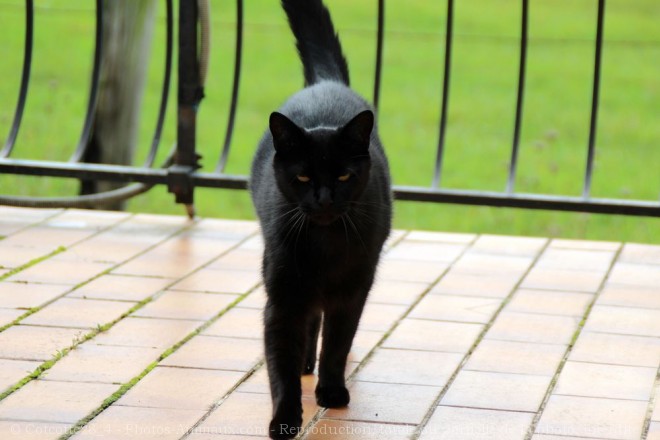 Photo de Chat domestique