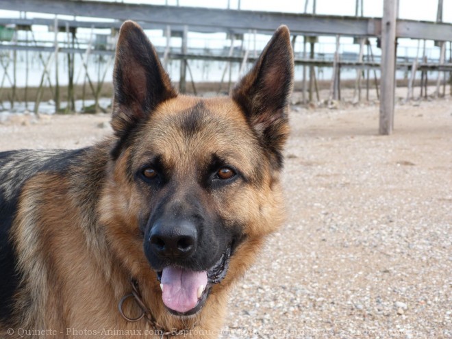 Photo de Berger allemand  poil court