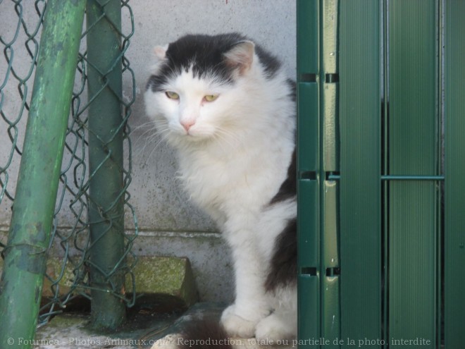 Photo de Chat domestique