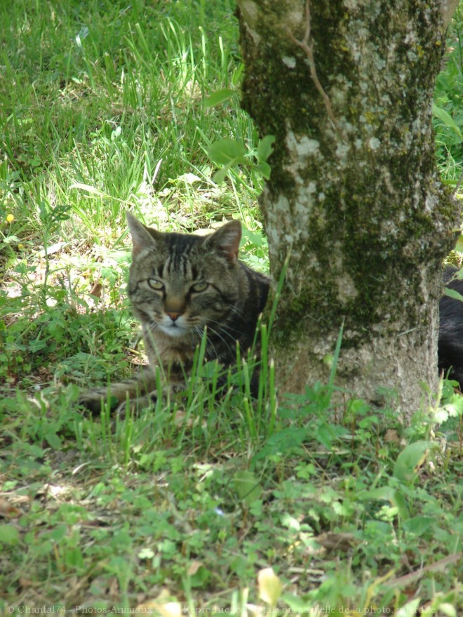 Photo de Chat domestique