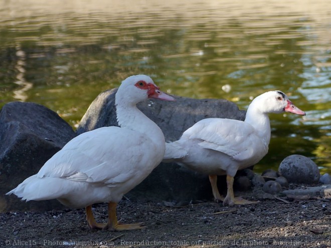 Photo de Canard de barbarie