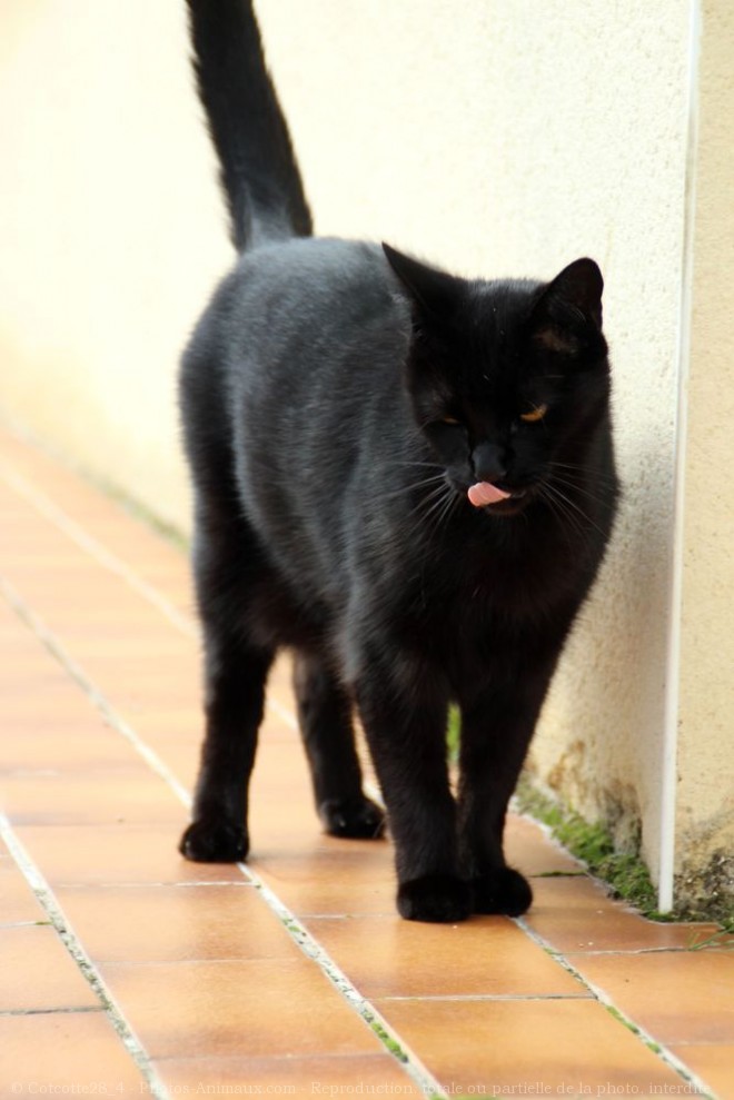 Photo de Chat domestique