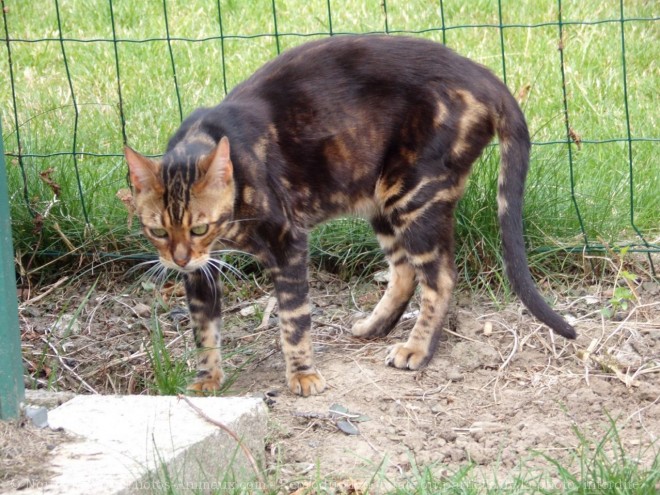 Photo de Bengal