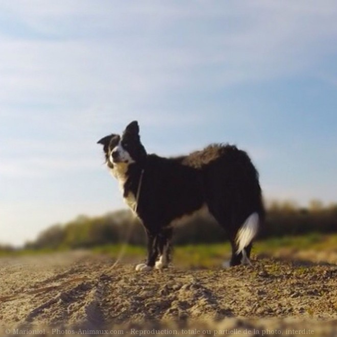 Photo de Border collie